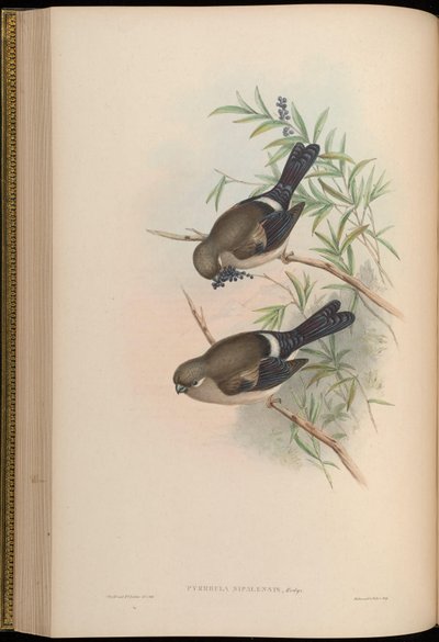 Pyrrhula nipalensis von John Gould